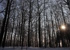 vinter gråsten skov 9.jpg
